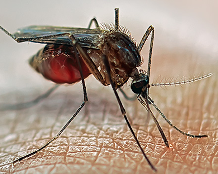 Malaria research